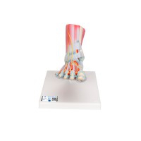 Foot skeleton model with ligaments and muscles