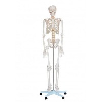 Life Size Skeleton 1.80 meters Life Size Skeleton 1.80 meters