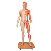 Full body dual sex human figure (Detachable into 39 pieces)