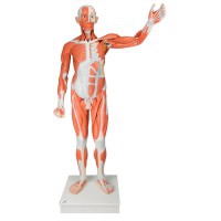 Male human figure with life-size muscles (Disassembled into 37 pieces)