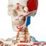 Deluxe Anatomical Skeleton Sam - On Five-Wheeled Metal Stand Deluxe Anatomical Skeleton Sam - On Five-Wheeled Metal Stand
