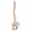 Flexible Spine Model: Classic Version Flexible Spine Model: Classic Version