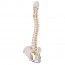 Flexible Spine Model: Classic Version Flexible Spine Model: Classic Version