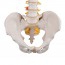 Flexible Spine Model: Classic Version Flexible Spine Model: Classic Version