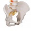 Flexible Spine Model: Classic Version Flexible Spine Model: Classic Version