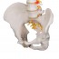 Flexible Spine Model: Classic Version Flexible Spine Model: Classic Version