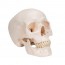 Classic skull model: Three different parts Classic skull model: Three different parts
