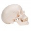 Classic skull model: Three different parts Classic skull model: Three different parts