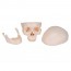 Classic skull model: Three different parts Classic skull model: Three different parts
