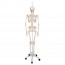 Physiological skeleton Phil: on five-wheeled rotating support (Special physiotherapy and osteopathy) Physiological skeleton Phil: on five-wheeled rotating support (Special physiotherapy and osteopathy)