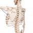 Physiological skeleton Phil: on five-wheeled rotating support (Special physiotherapy and osteopathy) Physiological skeleton Phil: on five-wheeled rotating support (Special physiotherapy and osteopathy)