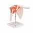 Shoulder Joint (Functional Model) Shoulder Joint (Functional Model)
