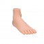 Realistic foot model (Ideal for anatomical study) Realistic foot model (Ideal for anatomical study)