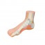 Realistic foot model (Ideal for anatomical study) Realistic foot model (Ideal for anatomical study)