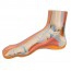 Realistic foot model (Ideal for anatomical study) Realistic foot model (Ideal for anatomical study)