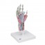 Hand skeleton model with ligaments and muscles Hand skeleton model with ligaments and muscles