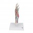 Hand skeleton model with ligaments and muscles Hand skeleton model with ligaments and muscles