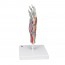 Hand skeleton model with ligaments and muscles Hand skeleton model with ligaments and muscles