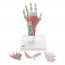 Hand skeleton model with ligaments and muscles Hand skeleton model with ligaments and muscles
