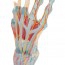 Hand skeleton model with ligaments and muscles Hand skeleton model with ligaments and muscles