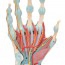 Hand skeleton model with ligaments and muscles Hand skeleton model with ligaments and muscles