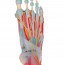 Foot skeleton model with ligaments and muscles Foot skeleton model with ligaments and muscles