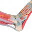 Foot skeleton model with ligaments and muscles Foot skeleton model with ligaments and muscles