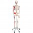 Max anatomical skeleton: with muscles on five-legged stand with wheels Max anatomical skeleton: with muscles on five-legged stand with wheels