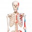 Max anatomical skeleton: with muscles on five-legged stand with wheels Max anatomical skeleton: with muscles on five-legged stand with wheels
