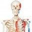 Max anatomical skeleton: with muscles and hanging on a metal stand with five wheels Max anatomical skeleton: with muscles and hanging on a metal stand with five wheels