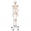 Leo anatomical skeleton: with articular ligaments and five-legged support with wheels Leo anatomical skeleton: with articular ligaments and five-legged support with wheels