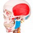 Sam Deluxe Anatomical Skeleton - On Hanging Stand with Five Wheels Sam Deluxe Anatomical Skeleton - On Hanging Stand with Five Wheels