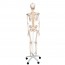 Fred Deluxe Anatomical Skeleton - Flexible Skeleton on Five Legged Stand with Wheels Fred Deluxe Anatomical Skeleton - Flexible Skeleton on Five Legged Stand with Wheels