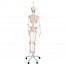 Feldi complete functional skeleton: hanging from a metal foot with five wheels (Special model) Feldi complete functional skeleton: hanging from a metal foot with five wheels (Special model)