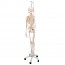 Feldi complete functional skeleton: hanging from a metal foot with five wheels (Special model) Feldi complete functional skeleton: hanging from a metal foot with five wheels (Special model)