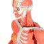 Female human figure with muscles (Detachable into 23 pieces) Female human figure with muscles (Detachable into 23 pieces)