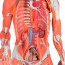 Female human figure with muscles (Detachable into 23 pieces) Female human figure with muscles (Detachable into 23 pieces)