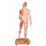 Full body dual sex human figure (Detachable into 39 pieces) Full body dual sex human figure (Detachable into 39 pieces)