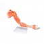 Muscle Arm Model: Six Different Parts Muscle Arm Model: Six Different Parts