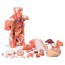 Detachable life-size muscle torso model (27 different parts) Detachable life-size muscle torso model (27 different parts)