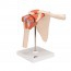 Functional model of the shoulder joint with ligaments Functional model of the shoulder joint with ligaments