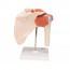Functional model of the shoulder joint with ligaments Functional model of the shoulder joint with ligaments