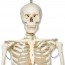 Life Size Skeleton 1.80 meters Life Size Skeleton 1.80 meters