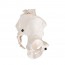 Female Pelvis Skeleton Anatomical Model Female Pelvis Skeleton Anatomical Model