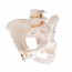 Female Pelvis Skeleton Anatomical Model Female Pelvis Skeleton Anatomical Model