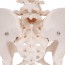 Female Pelvis Skeleton Anatomical Model Female Pelvis Skeleton Anatomical Model