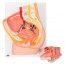 Anatomical model of female pelvis (Two pieces) Anatomical model of female pelvis (Two pieces)