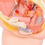 Anatomical model of female pelvis (Two pieces) Anatomical model of female pelvis (Two pieces)