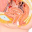 Anatomical model of female pelvis (Two pieces) Anatomical model of female pelvis (Two pieces)