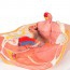 Anatomical model of female pelvis (Two pieces) Anatomical model of female pelvis (Two pieces)